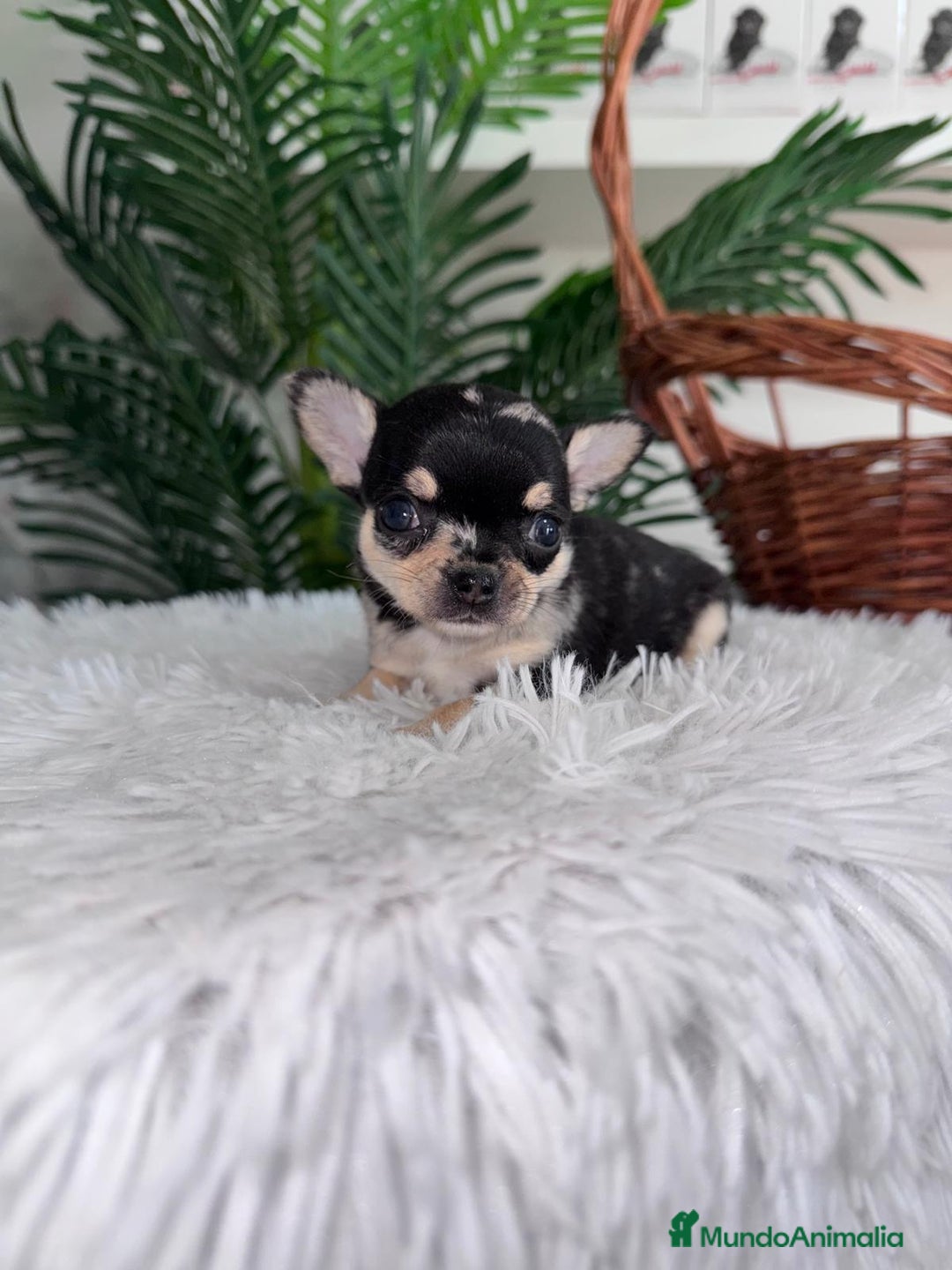 Chihuahua perros en venta: CHIHUAHUA MERLE HEMBRA - Imagen 7