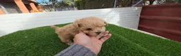 Maltipoo perros en venta: Maltipoo - Anuncio 2