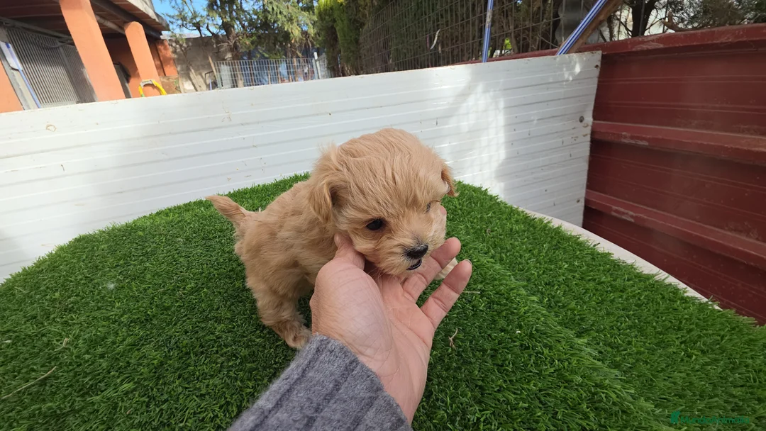 Maltipoo perros en venta: Maltipoo - Anuncio 2