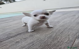 Chihuahua perros en venta: CHIHUAHUA HEMBRA - Imagen 5