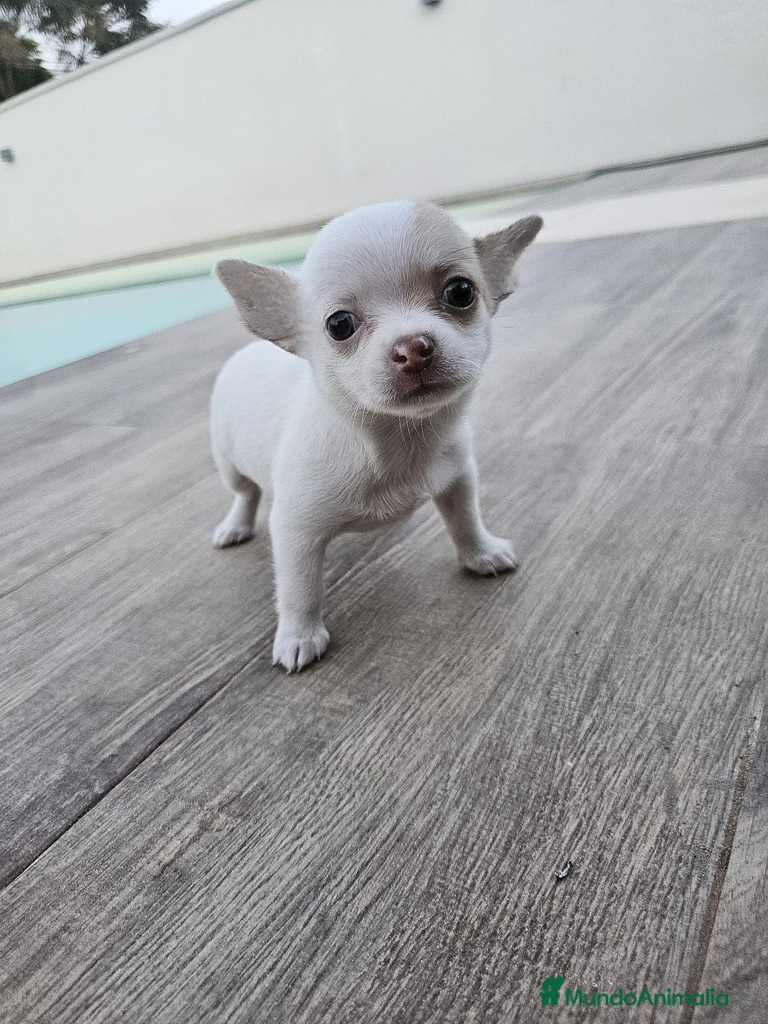 Chihuahua perros en venta: CHIHUAHUA HEMBRA - Imagen 5