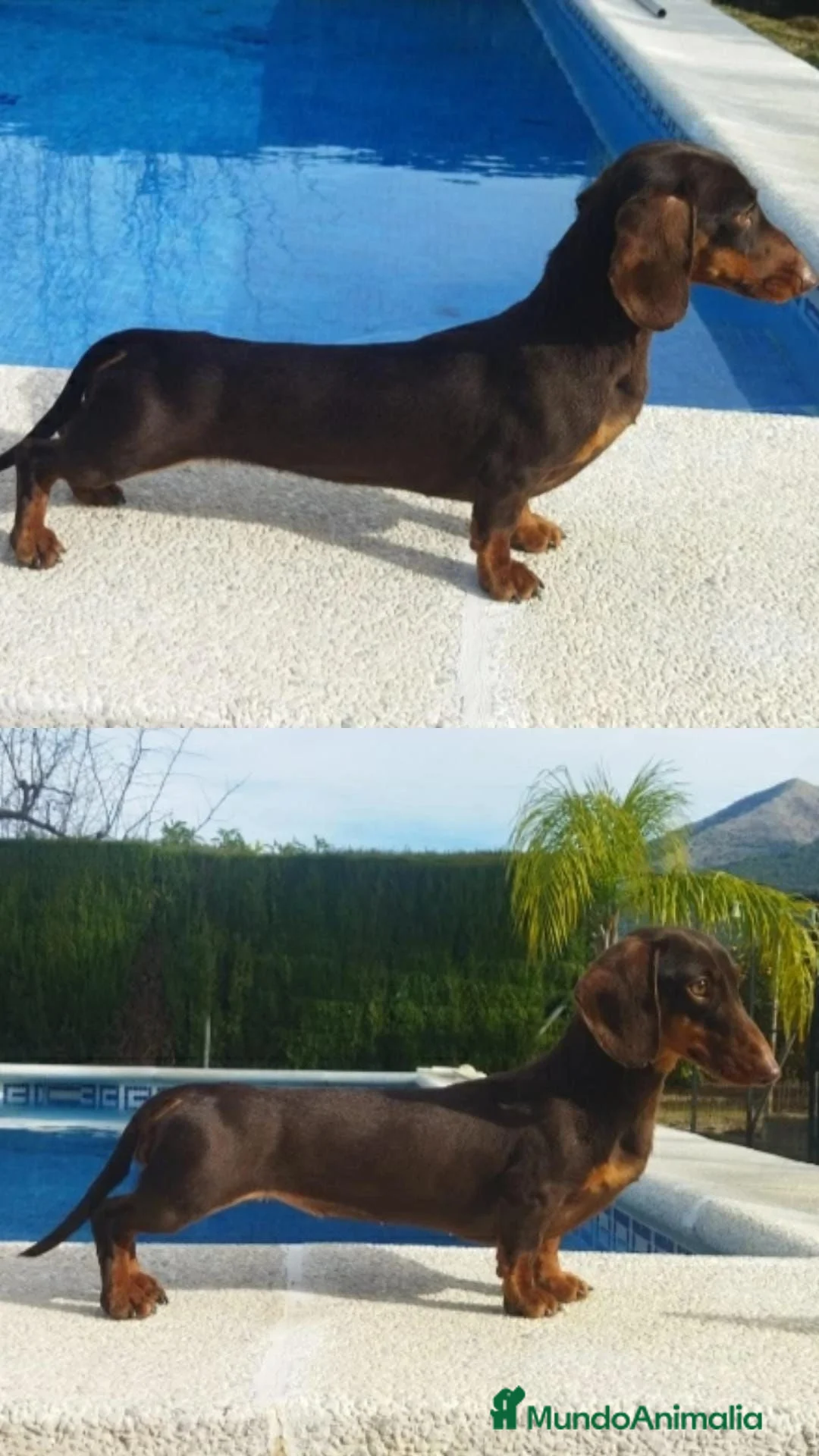 Teckel Miniatura perros en venta: Macho chocolate de teckel Kaninchen  - Anuncio 7