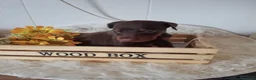 Dobermann perros en venta: Doberman - Anuncio 4