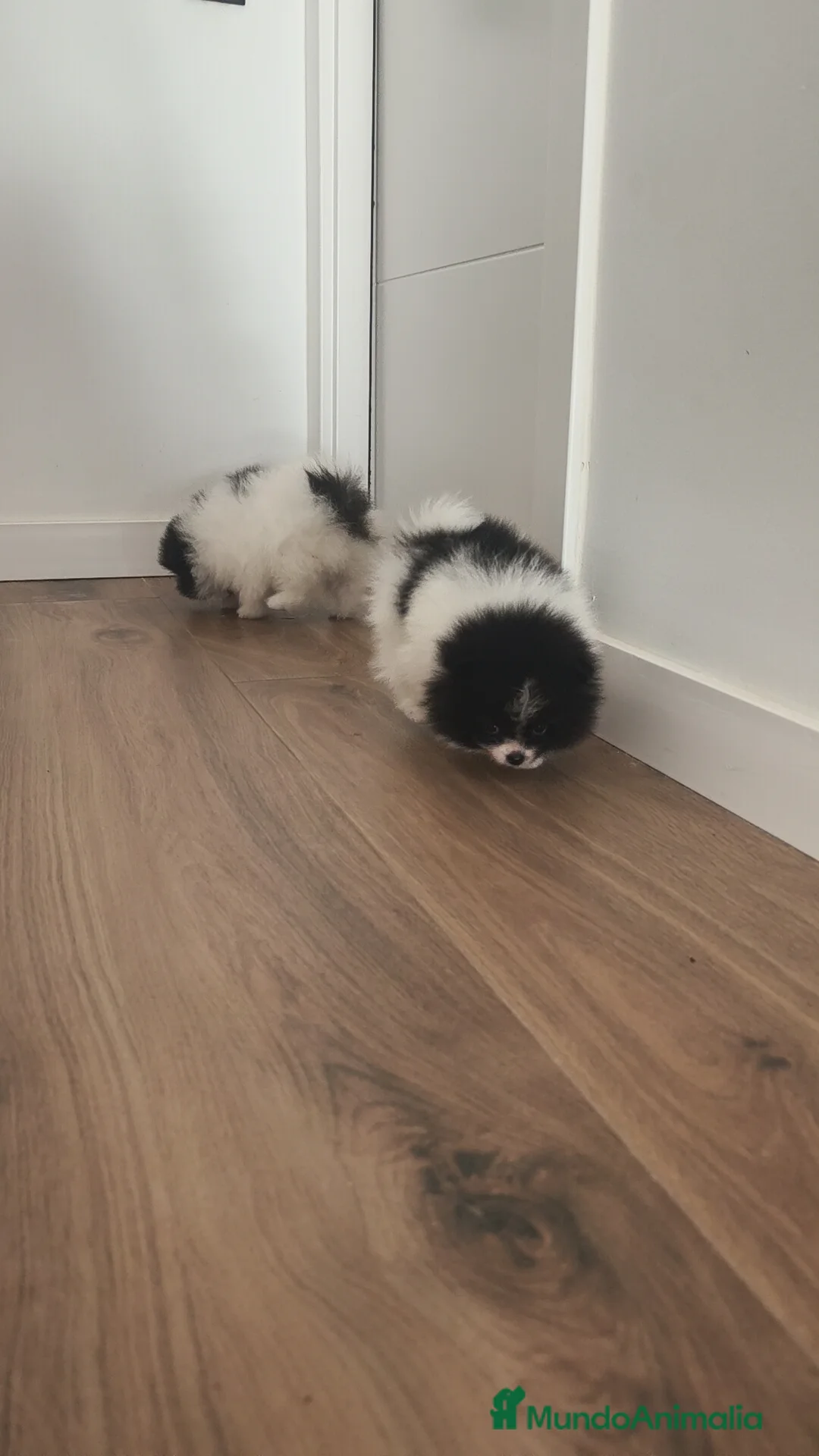 Pomerania perros en venta: Pomerania TOY Party ♀️♂️ - Anuncio 5