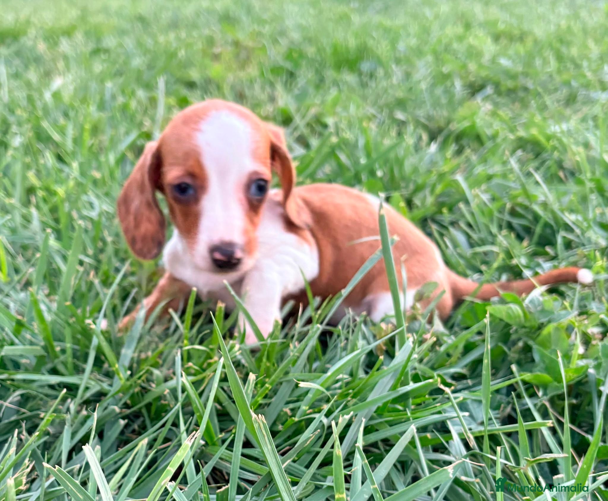 Teckel Miniatura perros Teckel kaninchen  - Anuncio 1