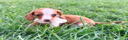 Teckel Miniatura perros en venta: Teckel kaninchen  - Anuncio 1