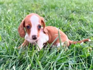 Teckel Miniatura perros Teckel kaninchen - Anuncio 4