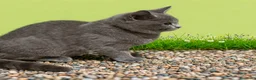 Británico de Pelo Corto gatos en venta: British Shorthair  - Anuncio 18