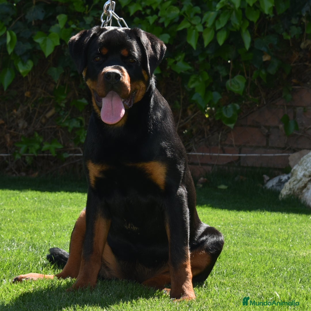 Rottweiler perros Macho Rottweiler en Barcelona - Anuncio 7