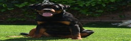 Rottweiler perros en venta: Macho Rottweiler en Barcelona - Anuncio 1