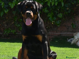 Rottweiler perros en Barcelona - Anuncio 6