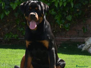 Rottweiler perros Macho Rottweiler en Barcelona - Anuncio 10