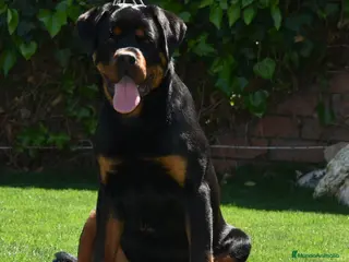 Rottweiler perros Macho Rottweiler en Barcelona - Anuncio 4