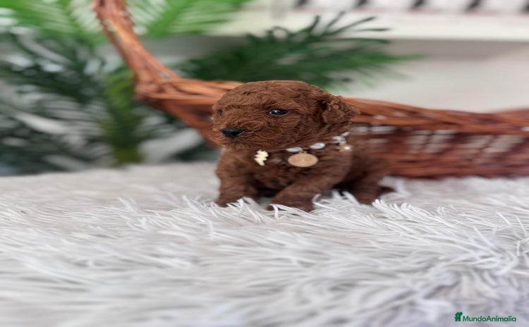 Caniche Toy perros CANICHE TOY HEMBRA ROJA - Anuncio 1