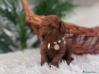 Caniche Toy perros CANICHE TOY HEMBRA ROJA - Anuncio 1