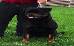 Rottweiler perros en venta: ROTTWEILER DISPONIBLE - Imagen 2