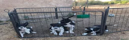 Border Collie perros en venta: Cachorros border collie 350€ - Anuncio 6