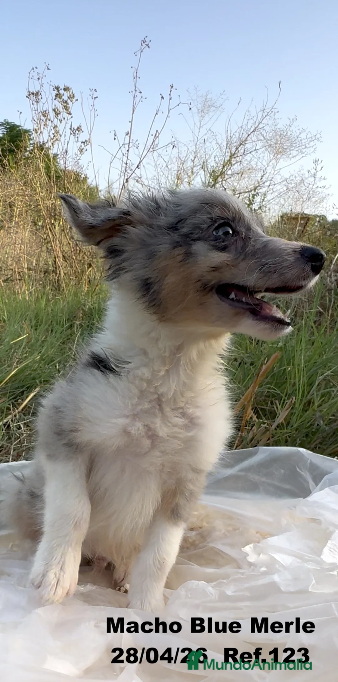 Border Collie perros en venta: Border Collie De Villa Biznaga - Anuncio 2