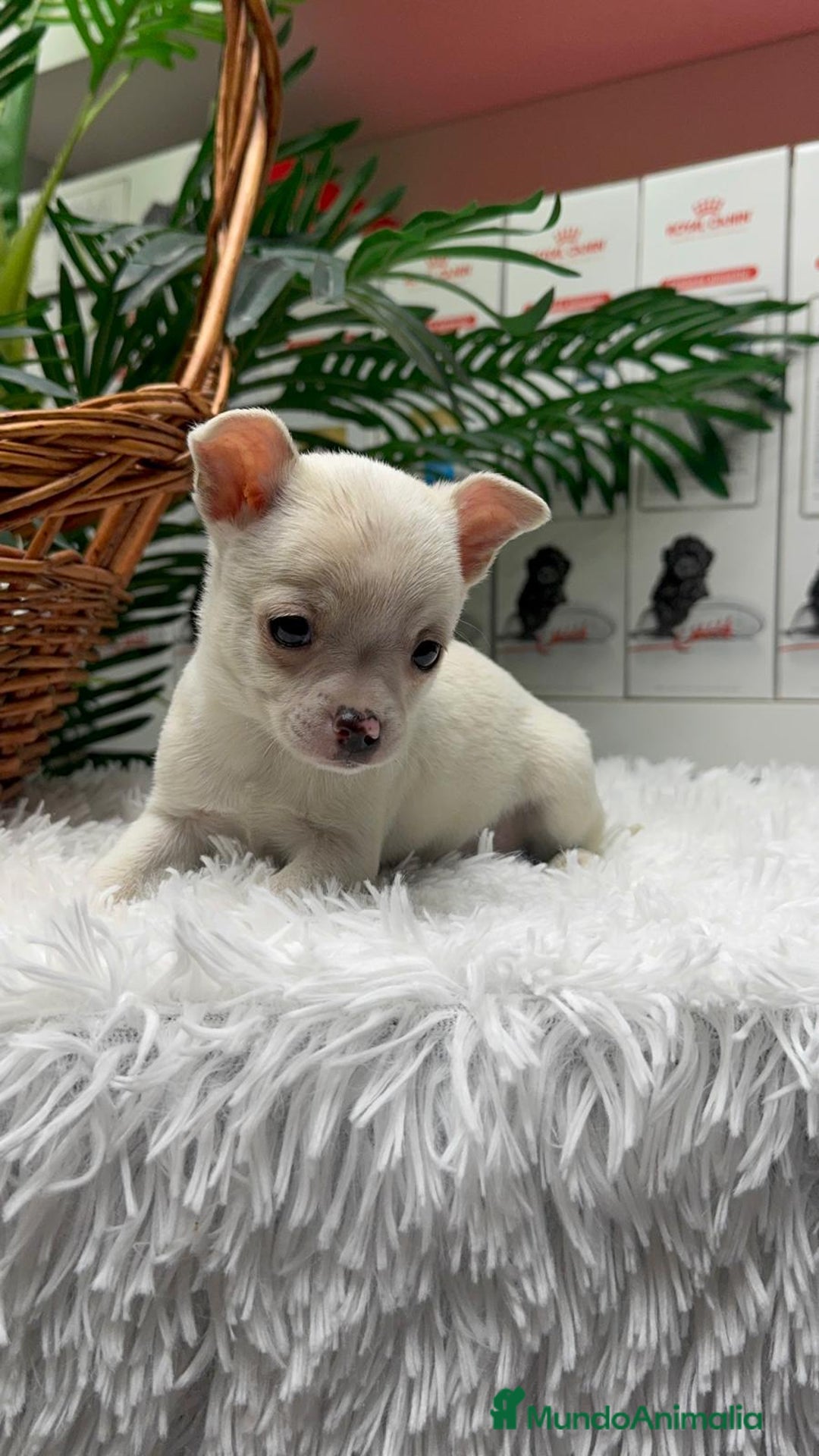 Chihuahua perros en venta: CHIHUAHUA MACHO - Anuncio 11
