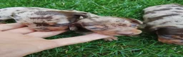Teckel perros en venta: Teckel arlequín chocolate  - Anuncio 4