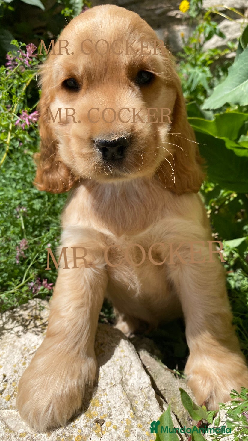 Cocker Spaniel Inglés perros en venta: CACHORRO COCKER SPANIEL INGLÉS - Anuncio 2