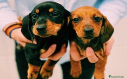 Teckel Miniatura perros en venta: Teckel 650€ ¡PRECIO REAL! - Imagen 1