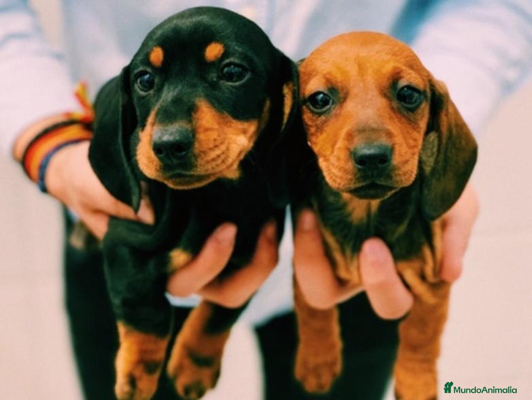 Teckel Miniatura perros en venta: Teckel 650€ ¡PRECIO REAL! - Imagen 1