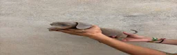 Teckel Miniatura perros en venta: Tecker hembras - Anuncio 4