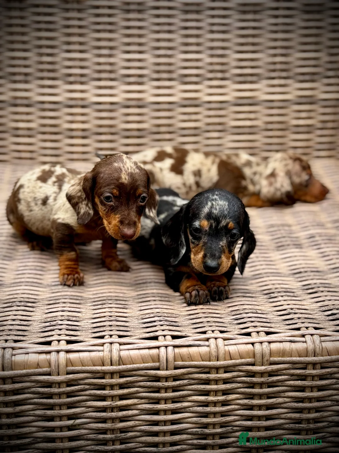 Teckel Miniatura perros en venta: Teckel mini - Anuncio 16