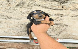 Teckel Miniatura perros en venta: Camadas disponibles de teckel - Imagen 6