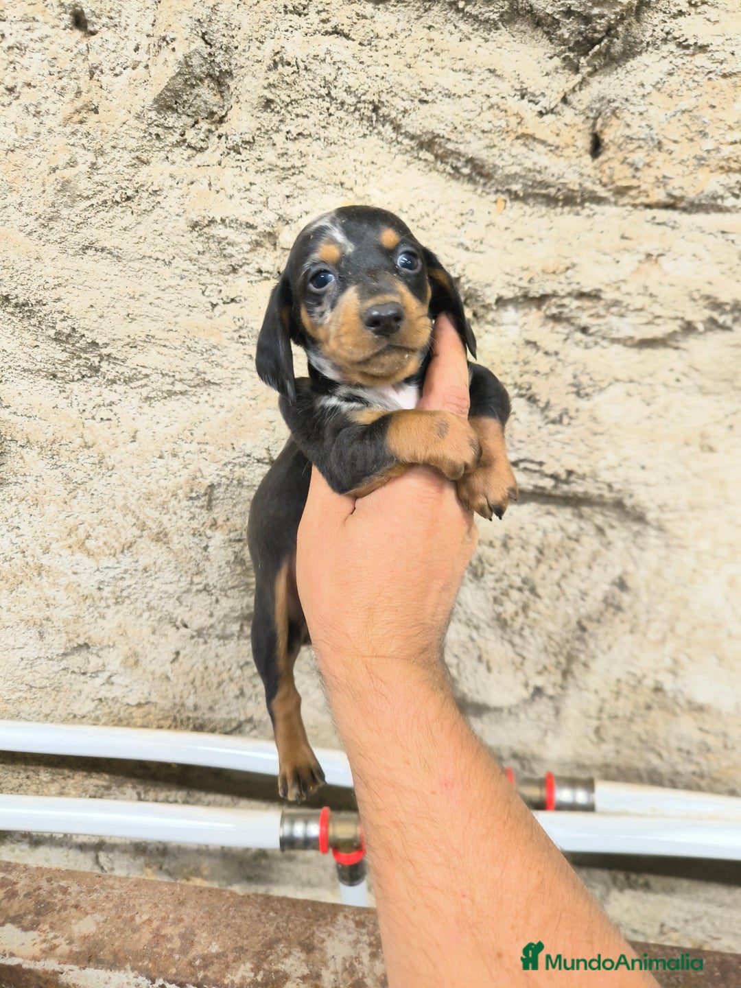 Teckel Miniatura perros en venta: Camadas disponibles de teckel - Imagen 6