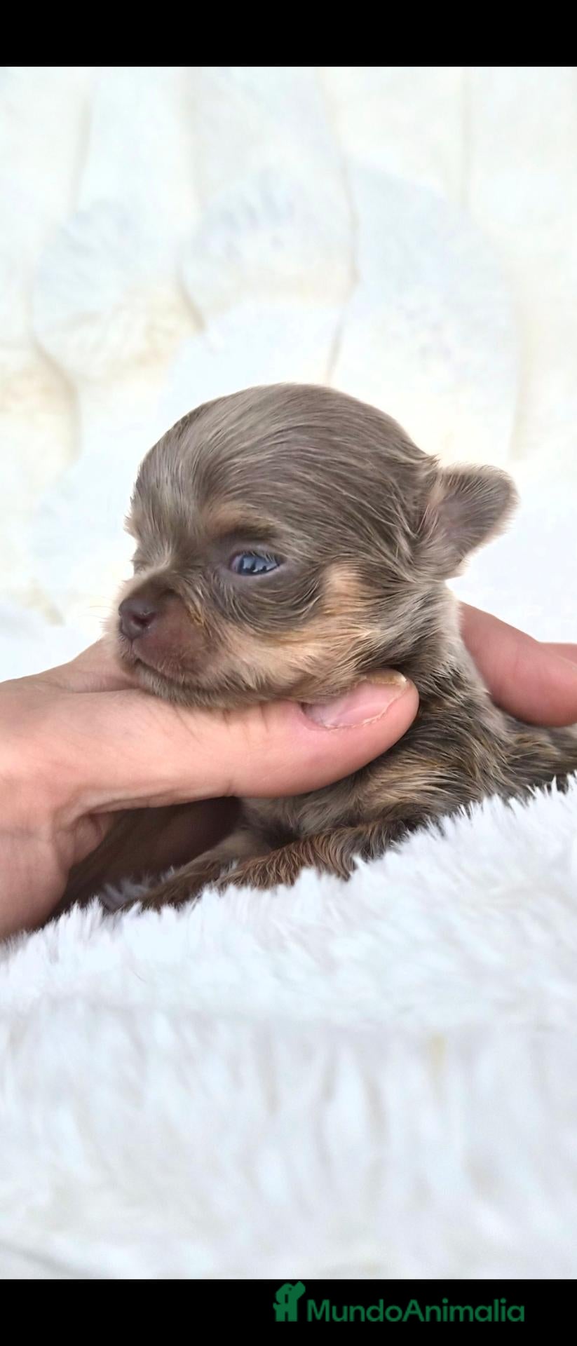Chihuahua perros en venta: Bonitos chihuahuas - Anuncio 1