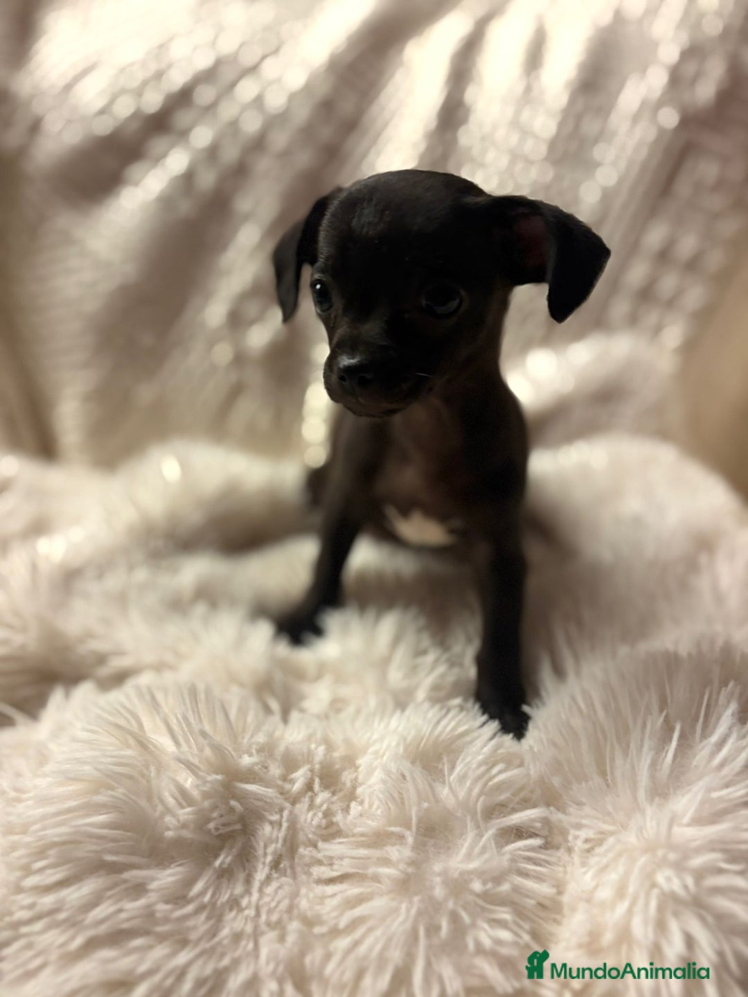 Chihuahua perros en venta: Chihuahua toy hembras - Imagen 6