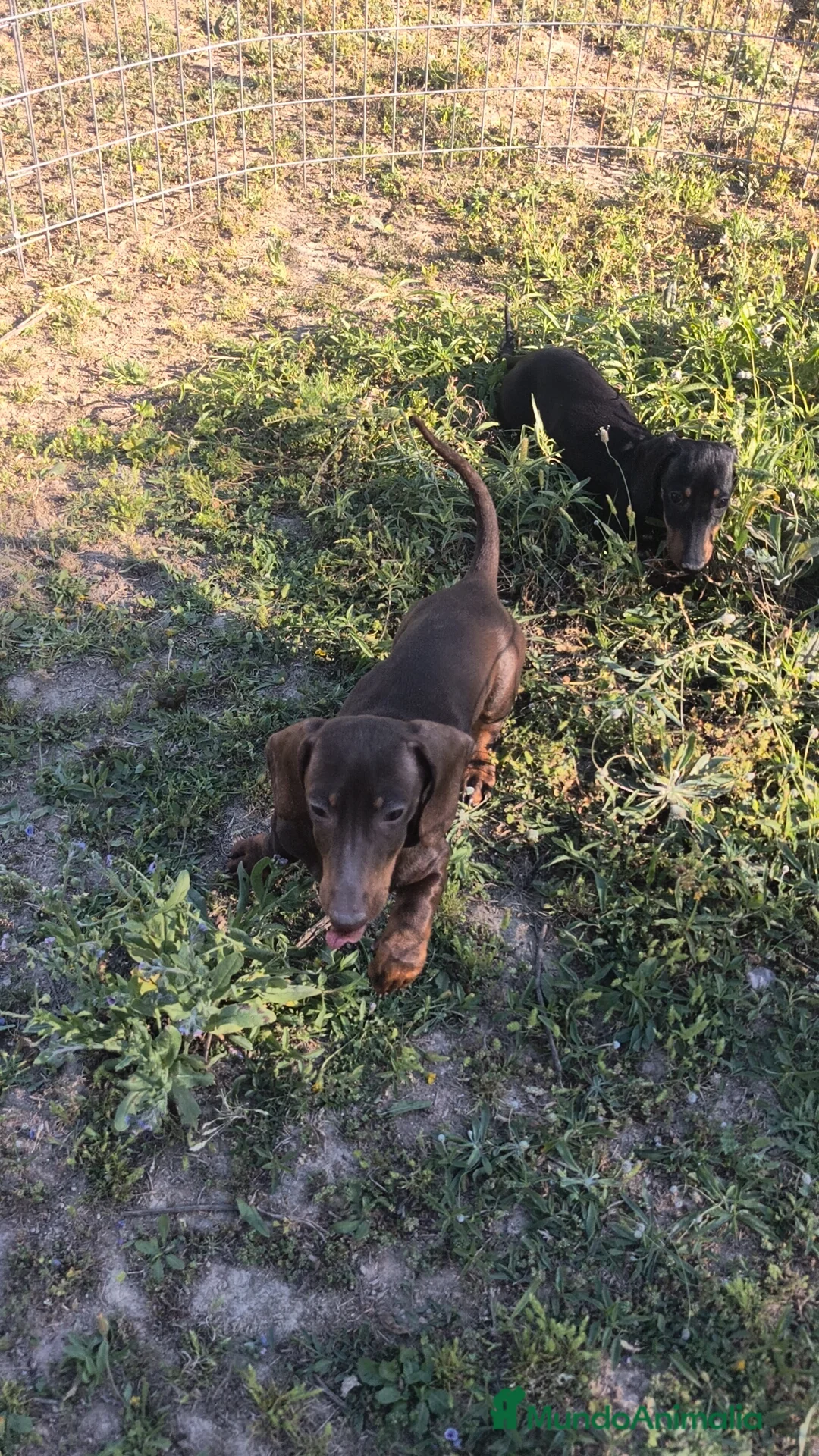 Teckel Miniatura perros en venta: Teckel mini ♂️ - Anuncio 2