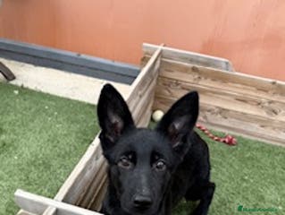 Pastor Alemán perros PASTOR ALEMAN NEGRO SOLIDO - Anuncio 4