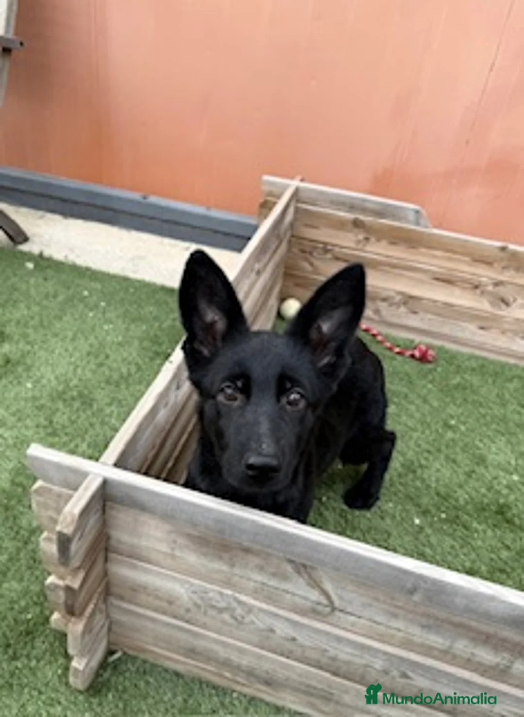 Pastor Alemán perros en venta: PASTOR ALEMAN NEGRO SOLIDO - Anuncio 1