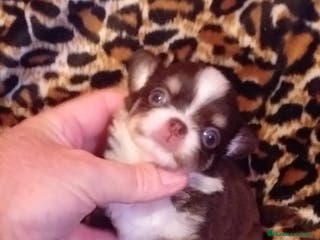 Chihuahua perros Chihuahuas de pelo largo en Ciudad Real - Anuncio 19