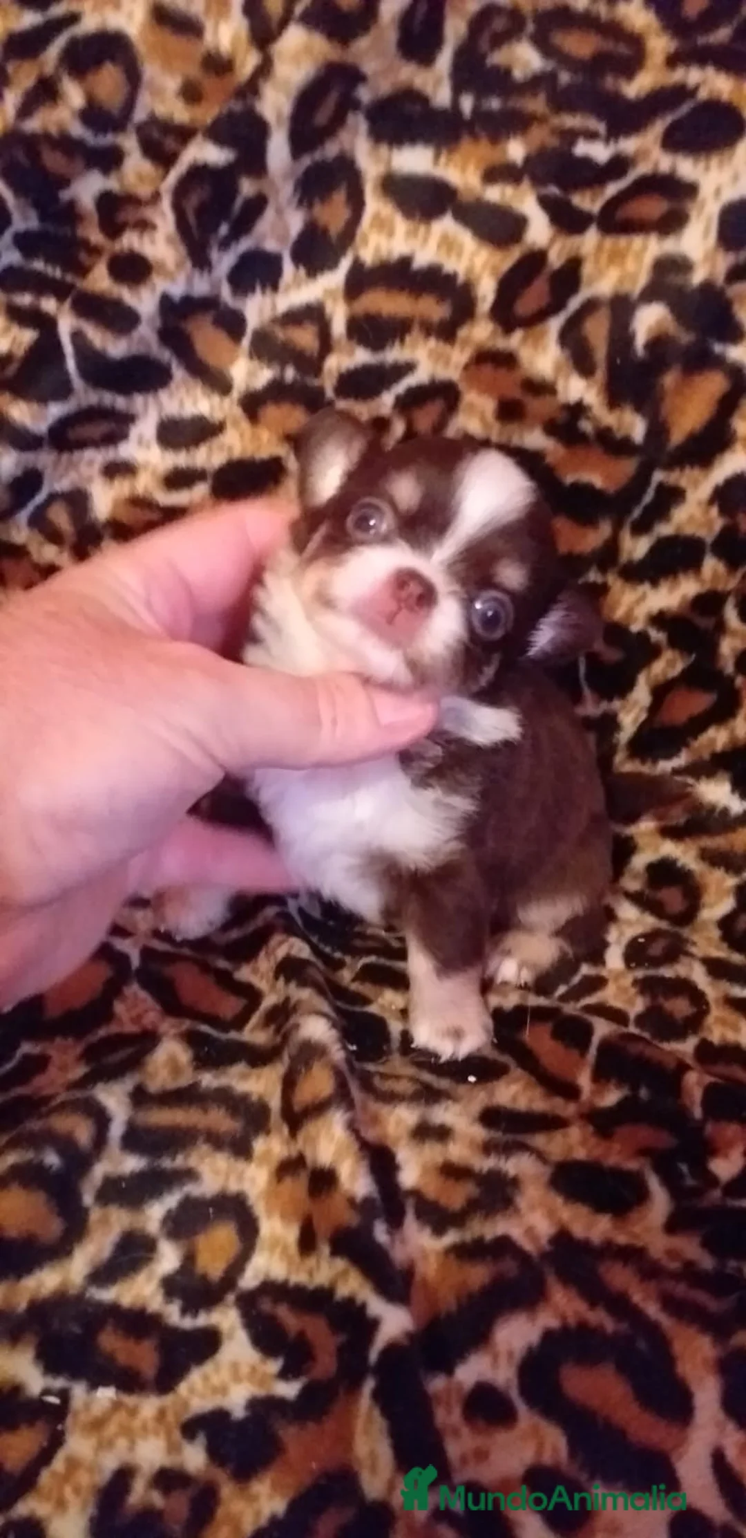 Chihuahua perros en venta: Chihuahuas de pelo largo  en Ciudad Real - Anuncio 1
