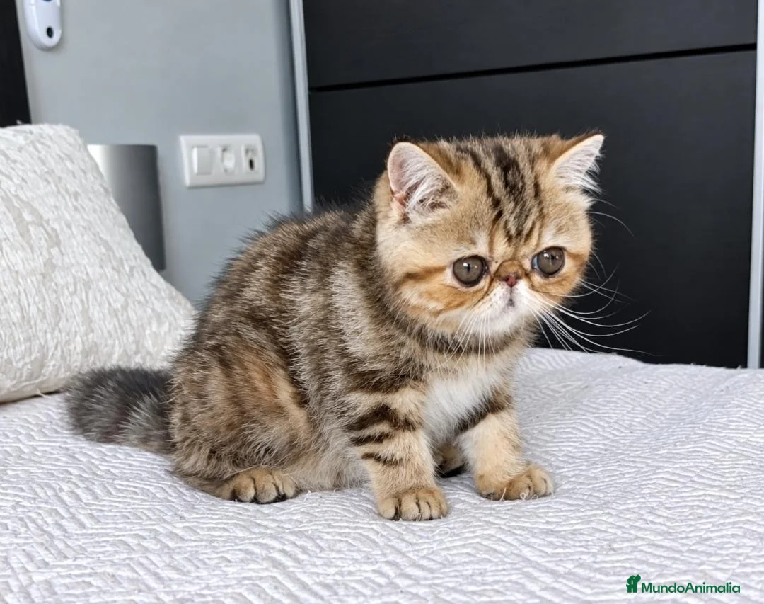 Exótico de Pelo Corto gatos en venta: GATA BROWN PATCHED TABBY - Anuncio 3
