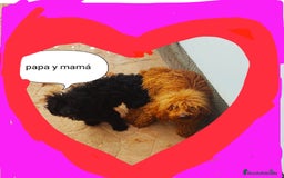 Caniche Toy perros en venta: Caniches toy en Málaga - Imagen 5