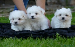Bichón Maltés perros en venta: Adorable bebé de Bichón Maltés Toy - Imagen 1