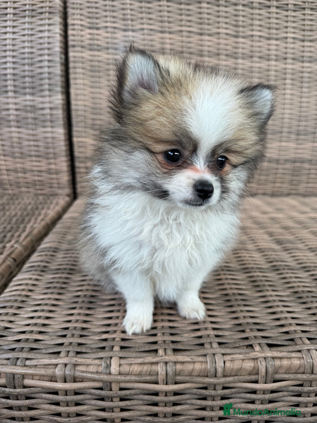 Pomerania perros en venta: Pomerania toy - Imagen 5