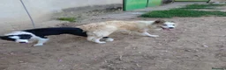 Border Collie perros en venta: Border collies de Calidad  - Anuncio 14