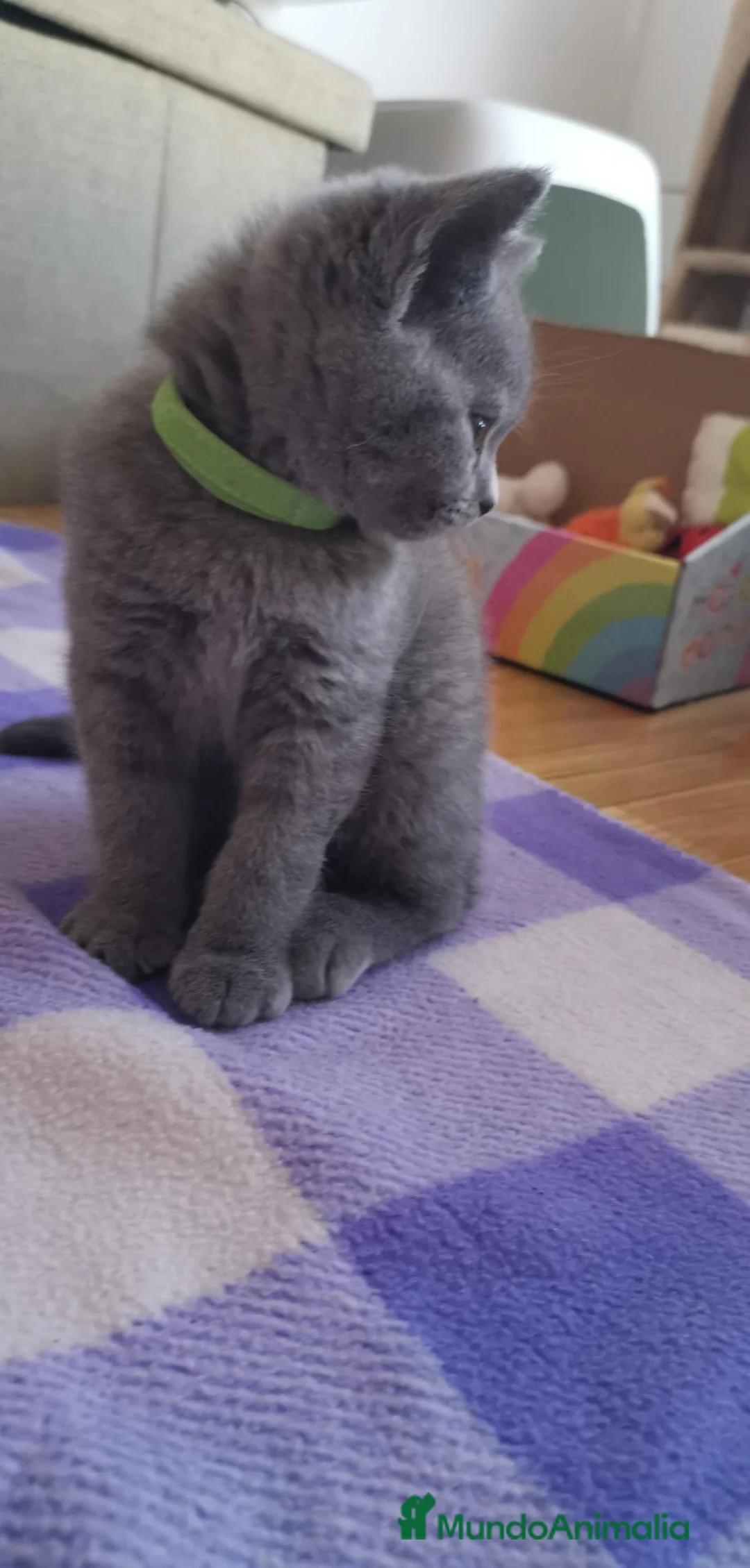 Británico de Pelo Corto Azul gatos en venta: Gatito British Shorthair  - Anuncio 3