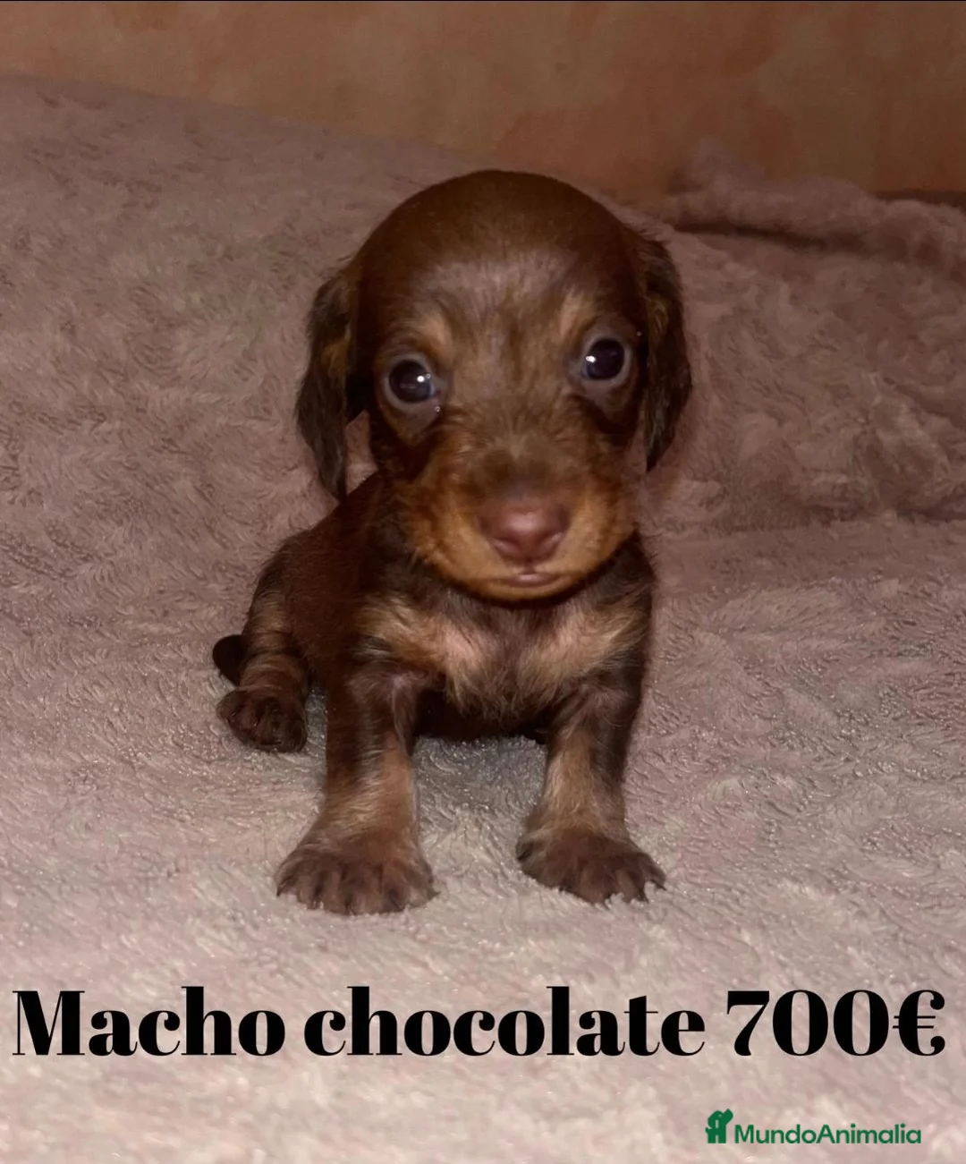 Teckel perros en venta: Teckel de máxima calidad  - Anuncio 5