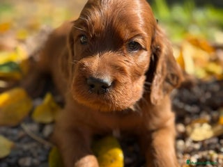 Setter Irlandés Rojo perros - Anuncio 2