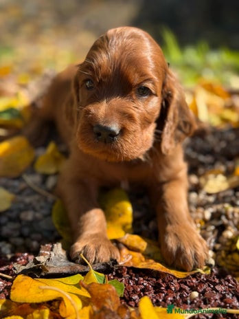 Setter Irlandés Rojo perros - Anuncio 2