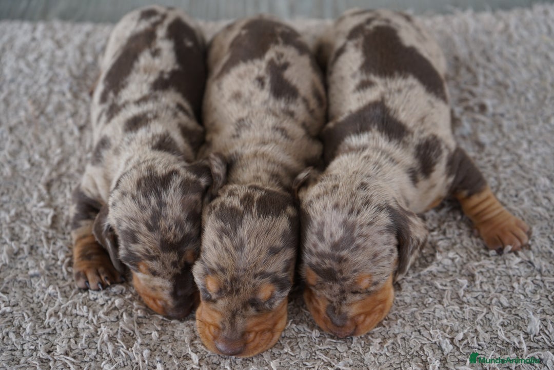 Teckel Miniatura perros en venta: 🐾 Kodat, Byron y Curry – Teckel miniatura 🐾 - Imagen 5