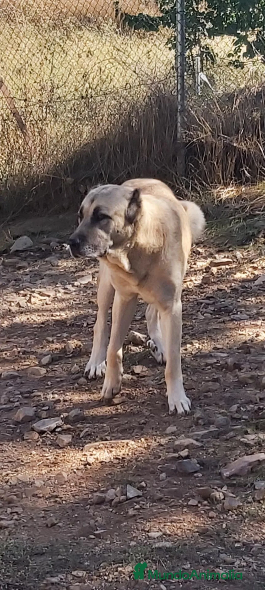 Pastor de Anatolia perros en venta: Preciosos Kangal turco- pastor  de Anatolia  - Anuncio 6
