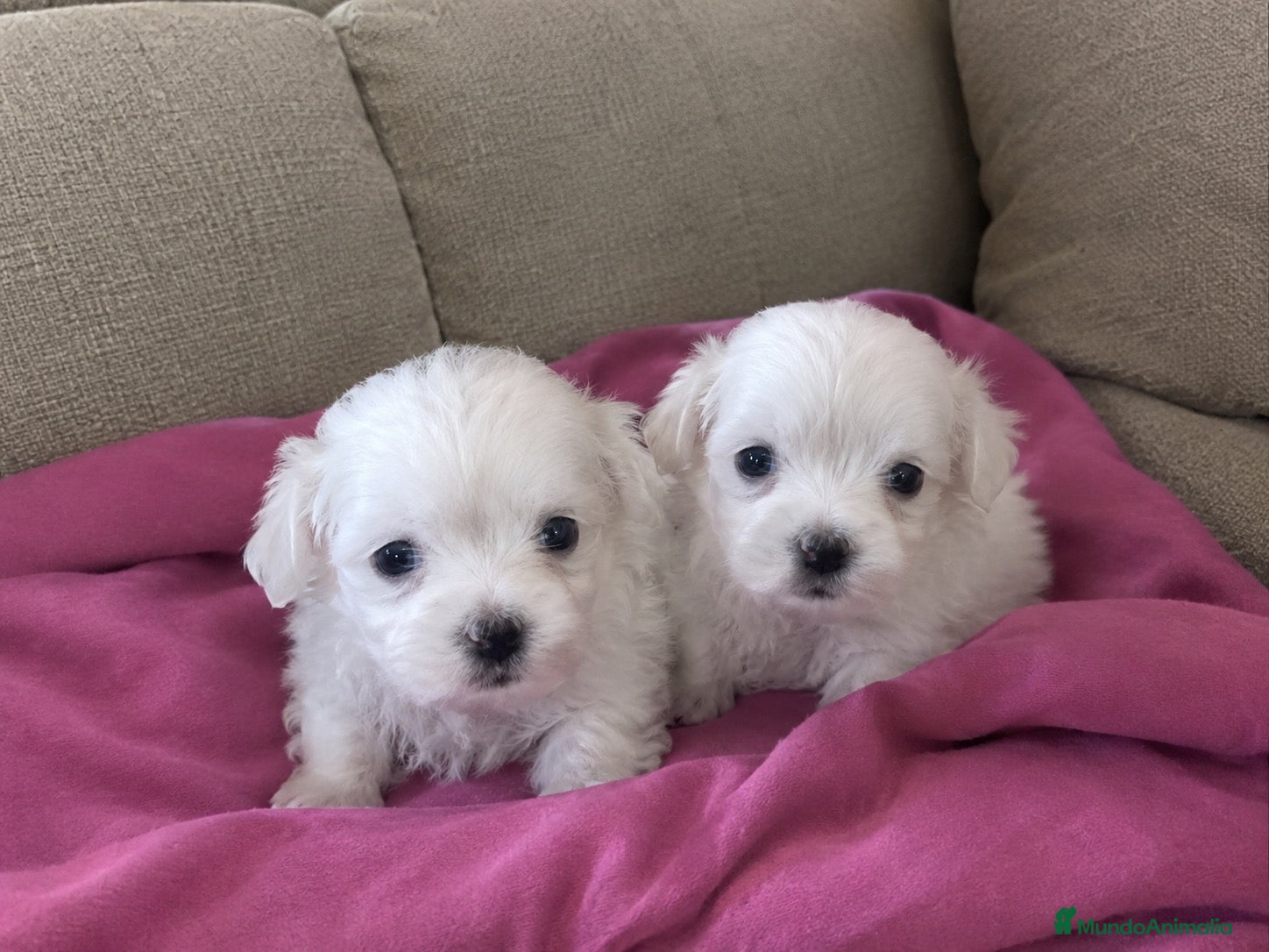 Bichón Maltés perros Bichon maltés🐻🐾 - Anuncio 1